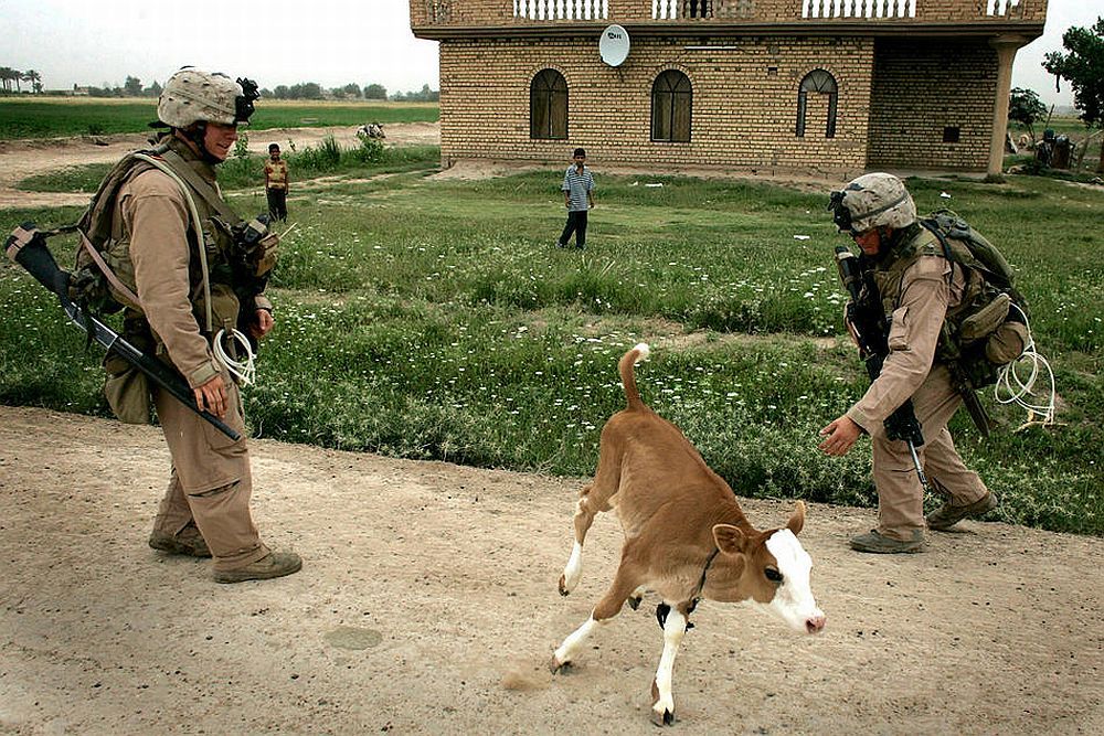 Iraq-calf.jpg