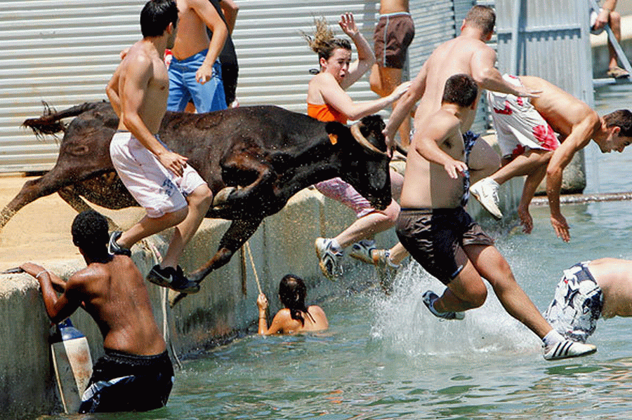 bull-swim.gif