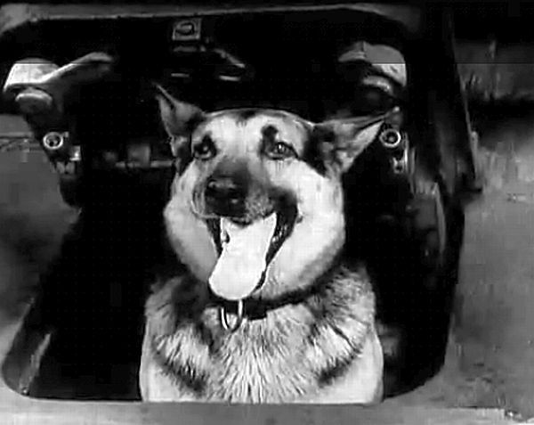 dog-t34.jpg