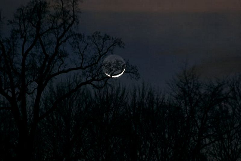 moon-trees.jpg