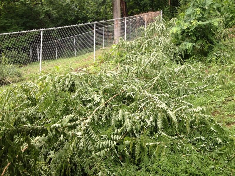 Advice needed, neighbor cut down my trees. Page 7
