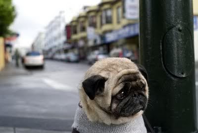 depressed-sad-pug-1.jpg