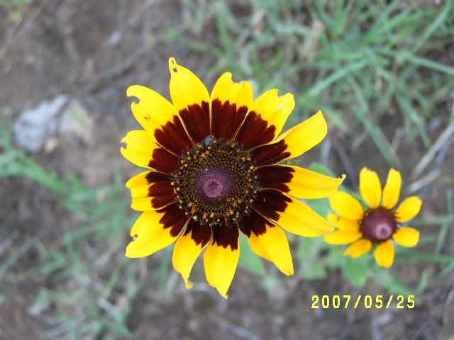 052507Wildflowers010.jpg