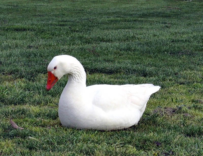 IMAGE: http://i53.photobucket.com/albums/g68/shutterbugsovu/IMG_8540a.jpg