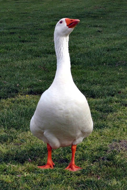 IMAGE: http://i53.photobucket.com/albums/g68/shutterbugsovu/IMG_8541a.jpg