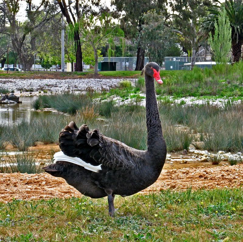 IMAGE: http://i53.photobucket.com/albums/g68/shutterbugsovu/IMG_8543a.jpg