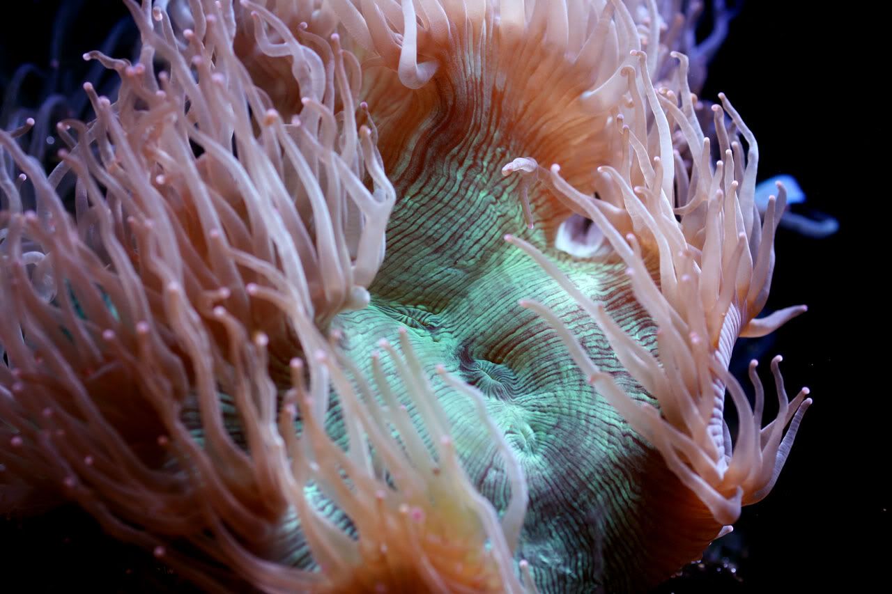 ane-koral.jpg