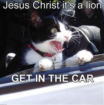 lion_getincar.jpg