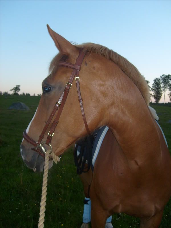 rosie055.jpg