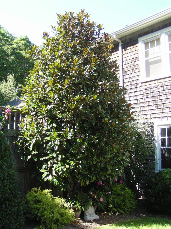 Southern Magnolia, Summer 2010