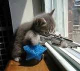 funnyanimals6.jpg
