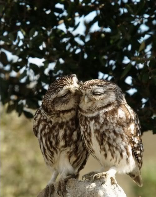 kissing_owls.jpg