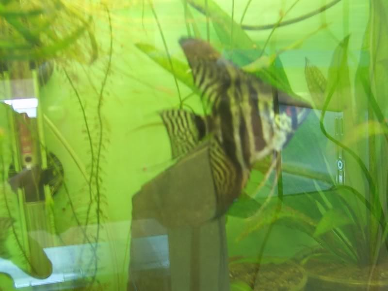 ZEBRAANGELFISH10-01-08.jpg