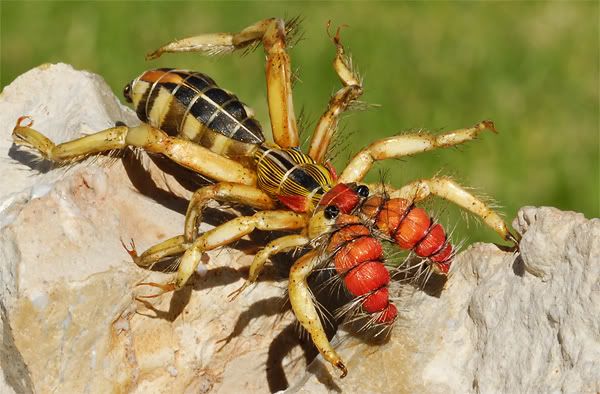 biggest camel spider in world. are iraqcamel spiders