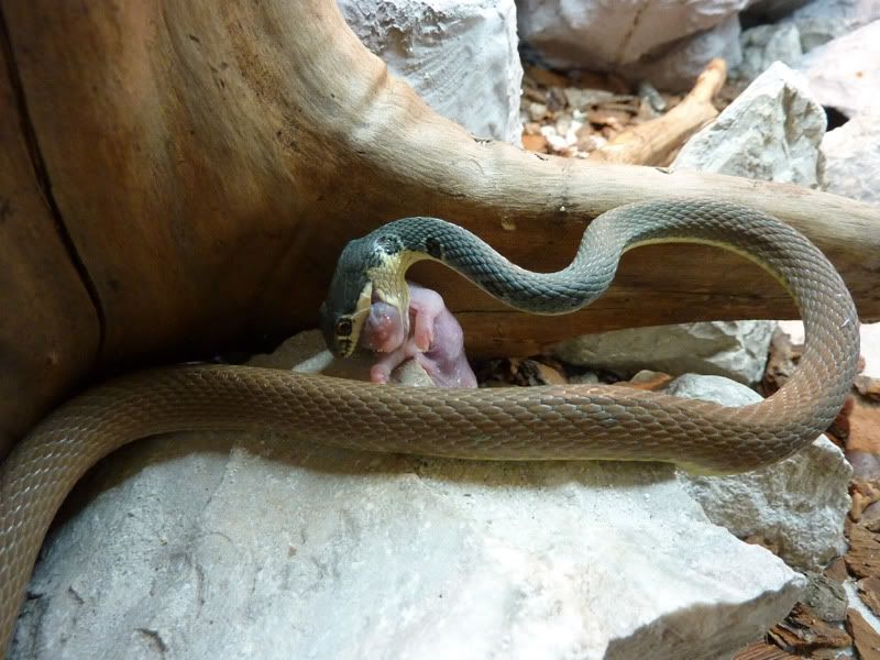 [http://i53.photobucket.com/albums/g72/Letosnake/Na       jadum-2.jpg]