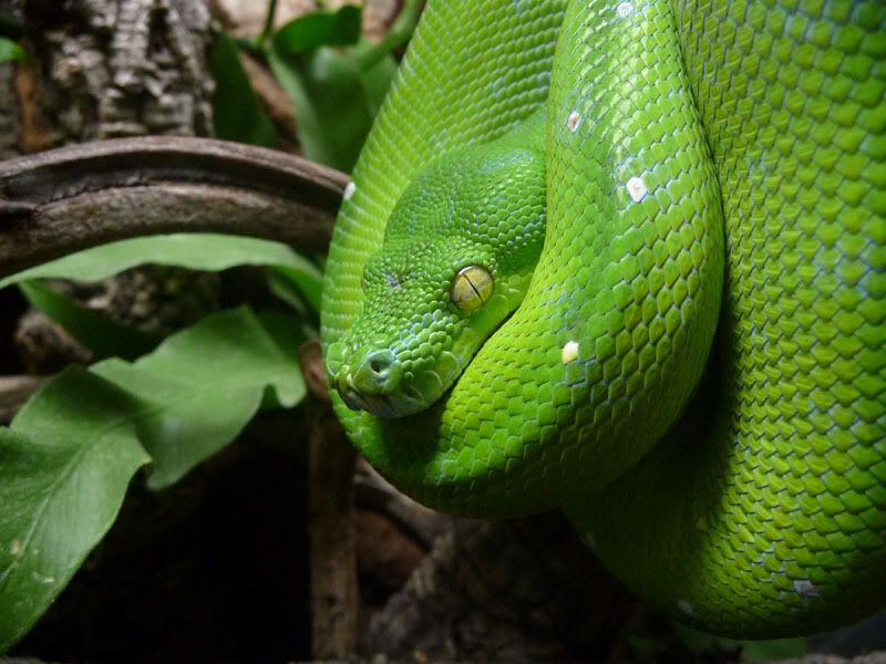 [http://i53.photobucket.com/albums/g72/Letosnake/a- 1.jpg]