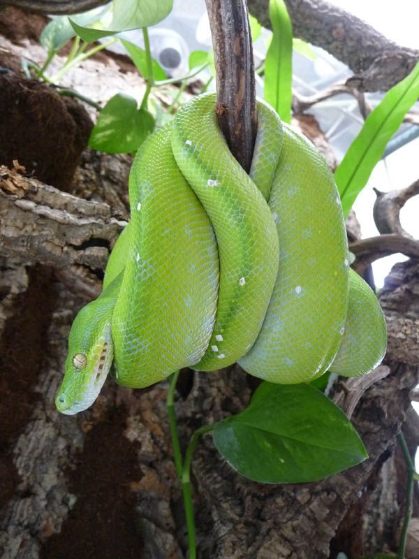 [http://i53.photobucket.com/albums/g72/Letosnake/a- 2.jpg]