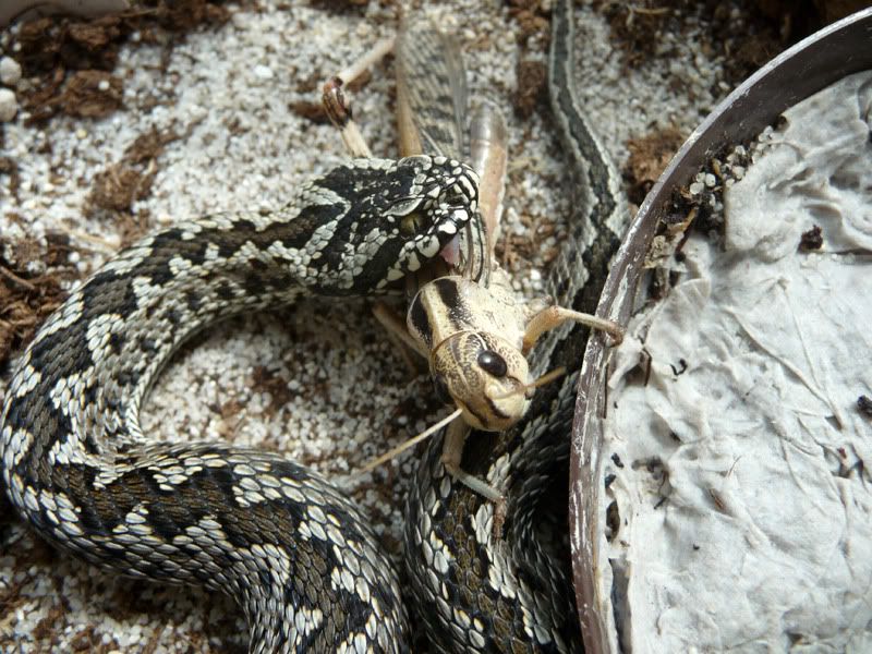 [http://i53.photobucket.com/albums/g72/Letosnake/vi   pera.jpg]