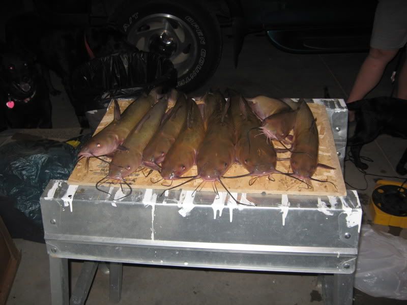 catfish_09_09001.jpg
