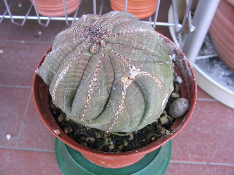 Euphorbia_Obesa_03maggio06.jpg