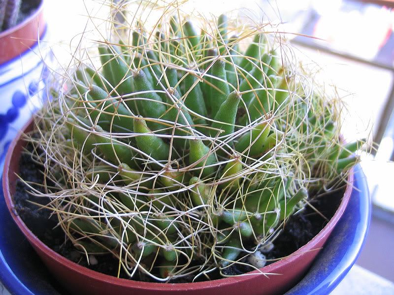 mammillaria_dec_camptotricha-1.jpg