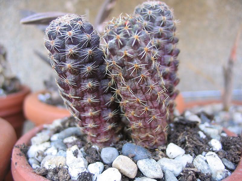 mammillaria_spA-1_24aprile0.jpg