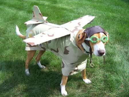 dog-in-plane-costume.jpg
