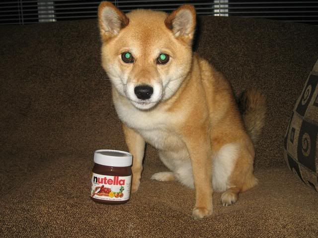 Rudy Dog