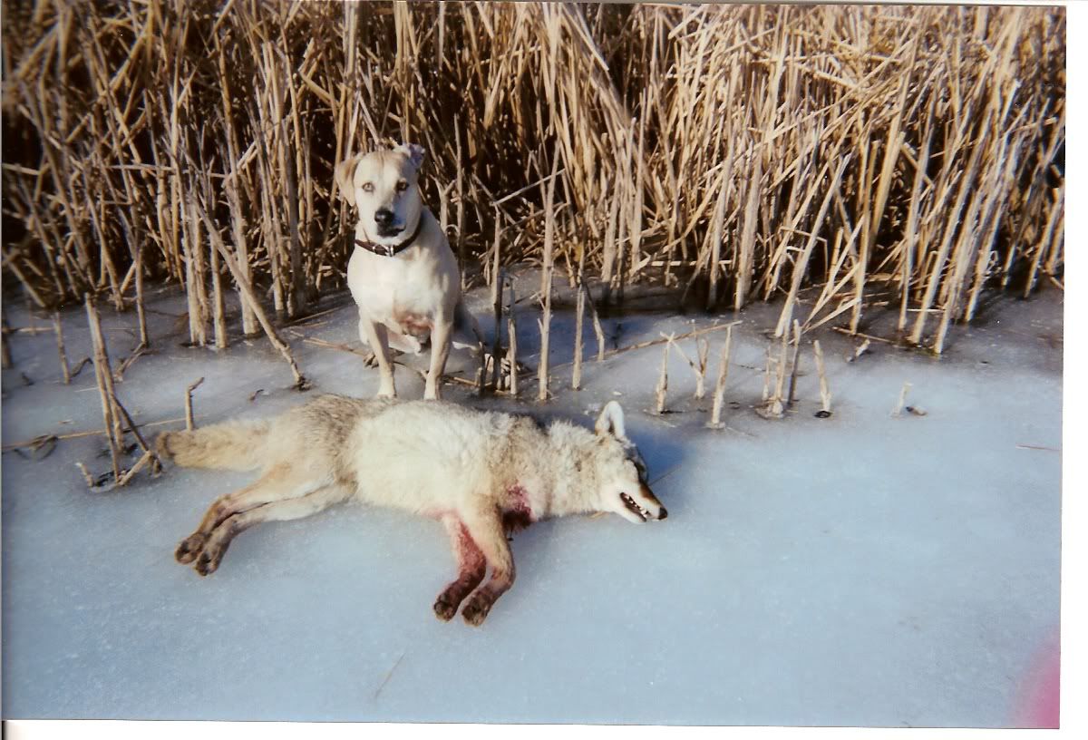 Displaying 17> Images For - Coyote Hunting With Dogs... Displaying 17> Images For - Coyote Hunting With Dogs...