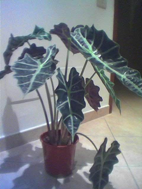 Alocasia129-12-06.jpg