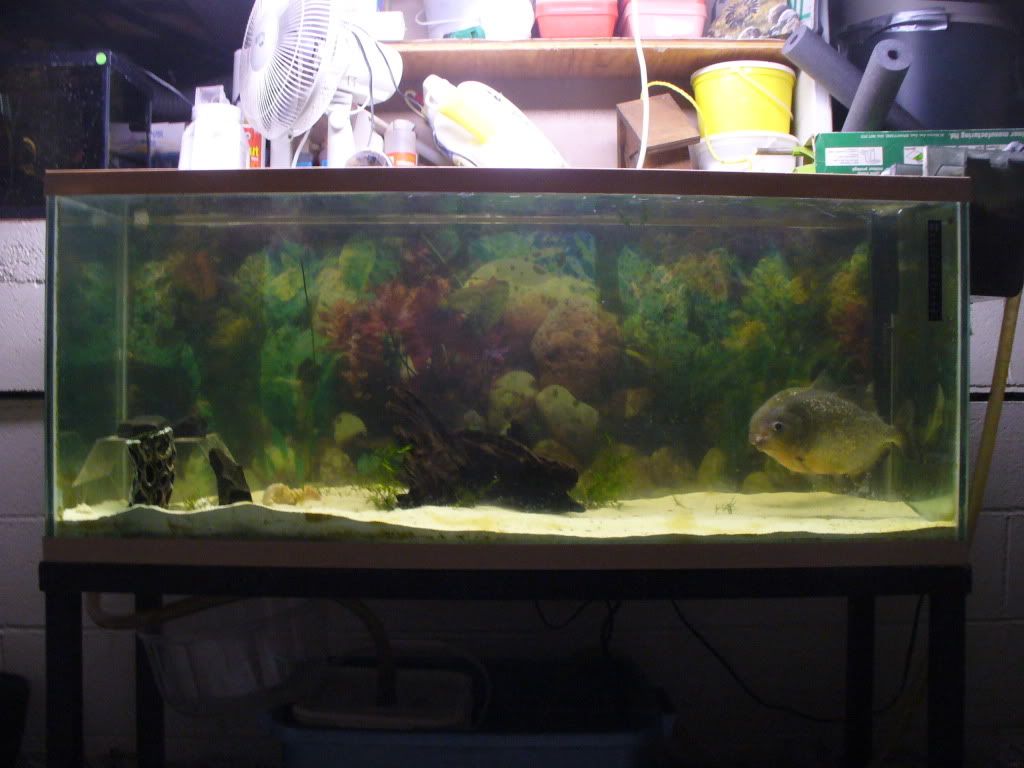 Piranha Aquarium