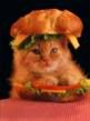 KittenSandwich.jpg