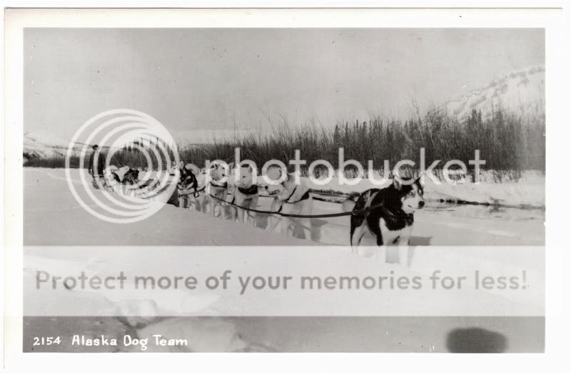 1940 50? SLED DOG TEAM, REAL PHOTO, ALASKA  
