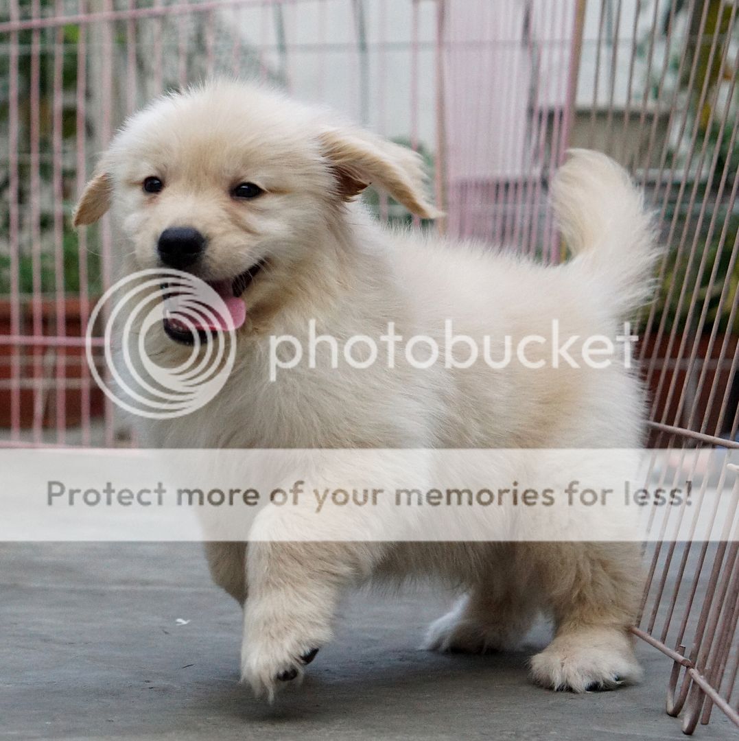 Photobucket - Video and Image Hosting