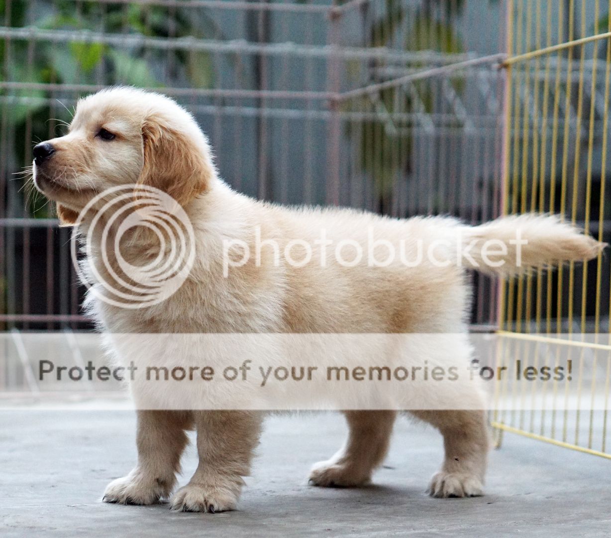 Photobucket - Video and Image Hosting