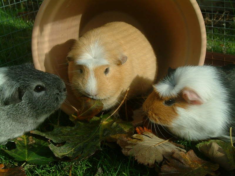 PIGS.jpg