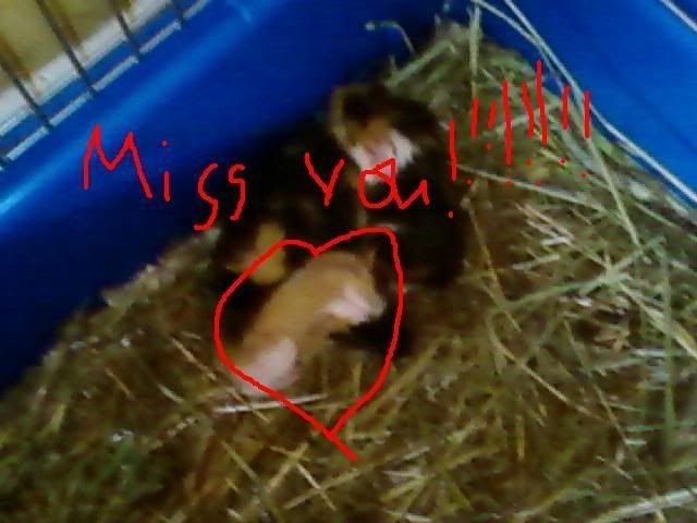 missyou.jpg