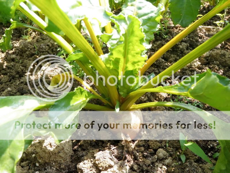 金光闪闪的菜头