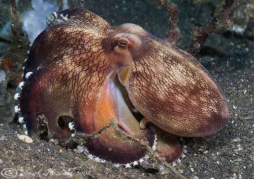 Octopus | Mollusca, Kingdom animalia, Cephalopod