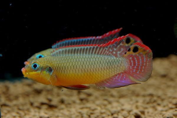 Striped Kribensis ('Nigerian Red') - Pelvicachromis taeniatus