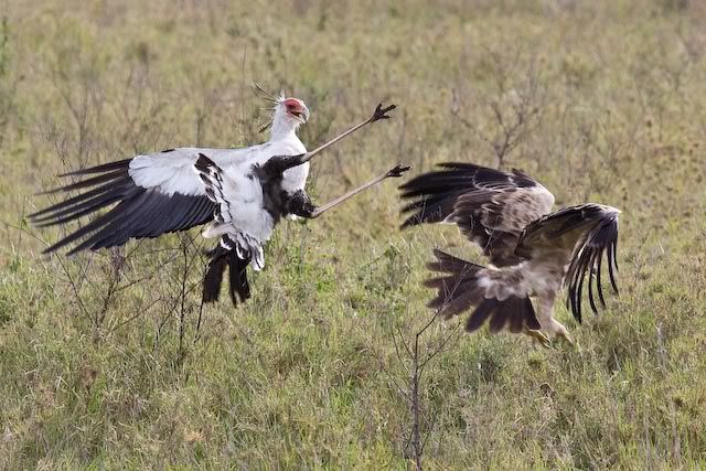 [Image: secretarybird.jpg]