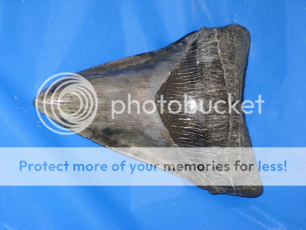 Megalodon Sharks Tooth Image | Megalodon Sharks Tooth Picture Code