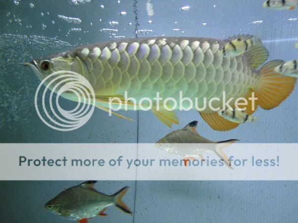 我的高背 - 龙鱼玩家 - 龙鱼之巅