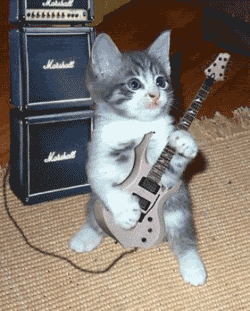 catguitar.gif catguitar image by eveofeden