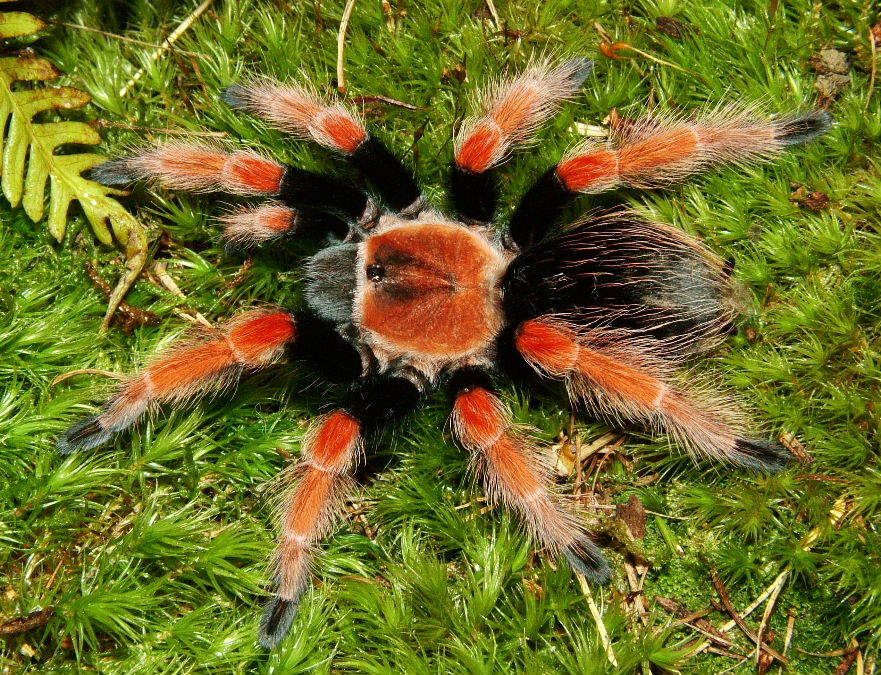 Brachypelma Pictures - Kunena